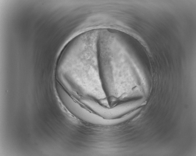 X0000068891530200606021906