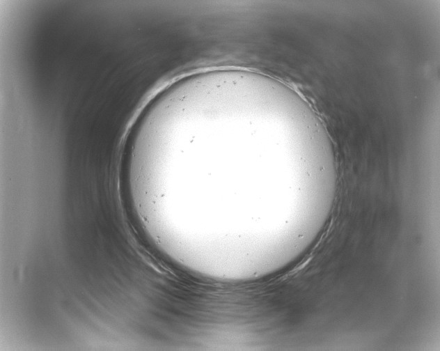 X0000068900056200605051151