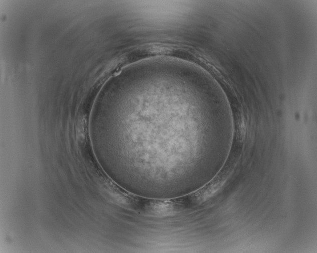 X0000068900325200605051429