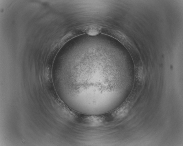 X0000068900326200605051429