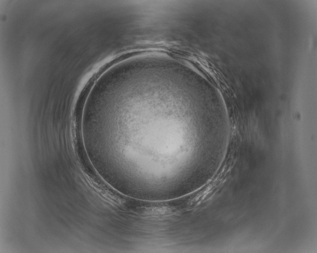 X0000068900342200605051428