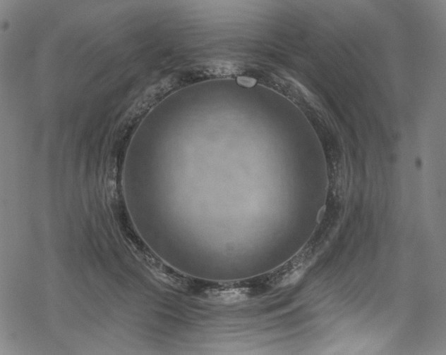 X0000068900553200605051425