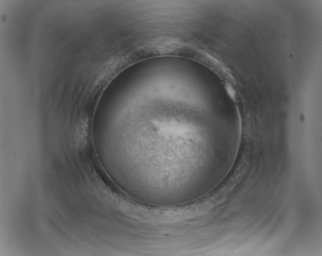 X0000068900018200605081357