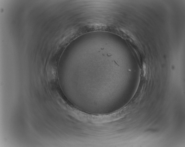 X0000068900039200605081356