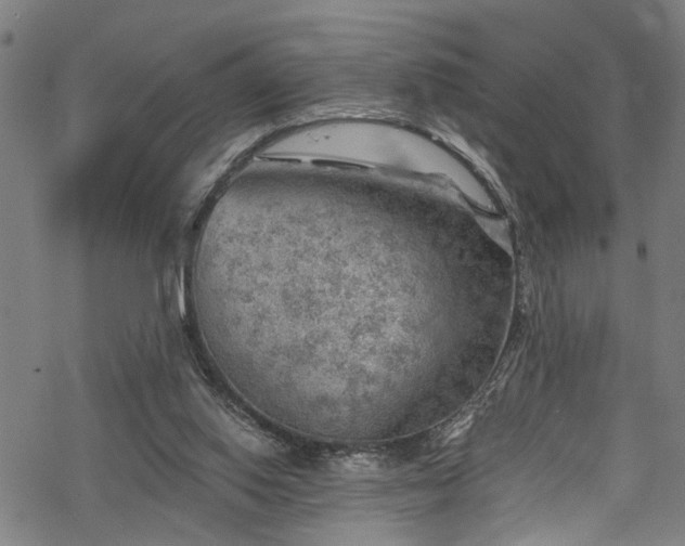 X0000068900062200605081356