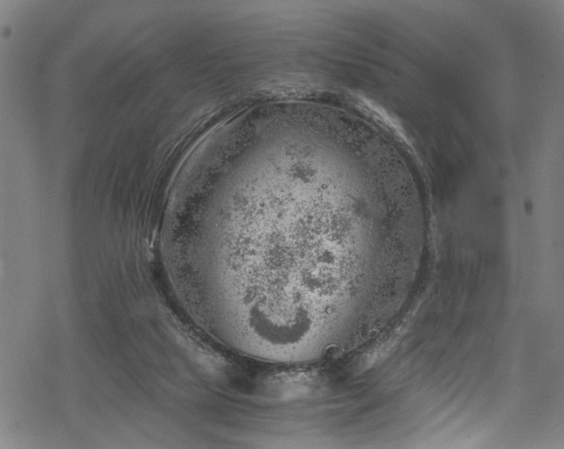 X0000068900065200605081356