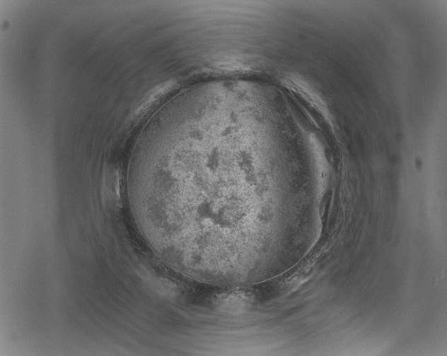 X0000068900115200605081355