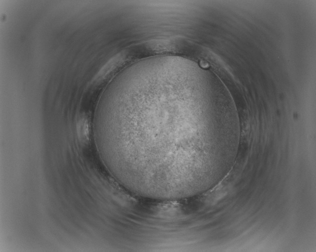 X0000068900124200605081355