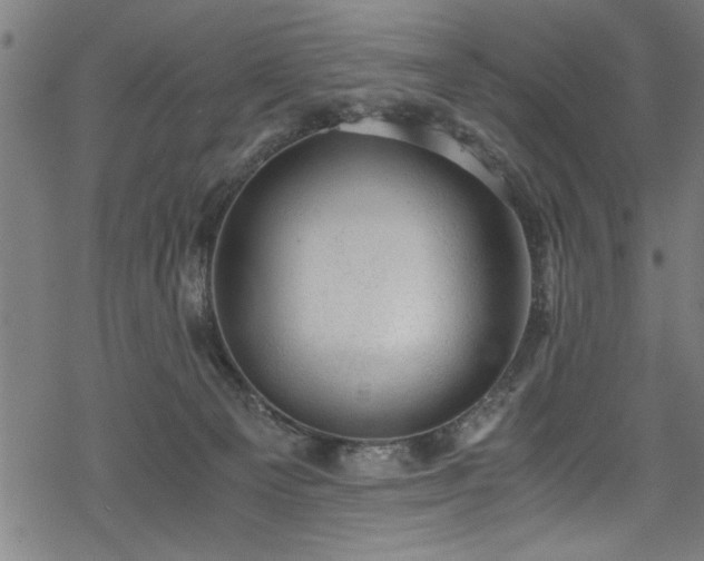 X0000068900129200605081355