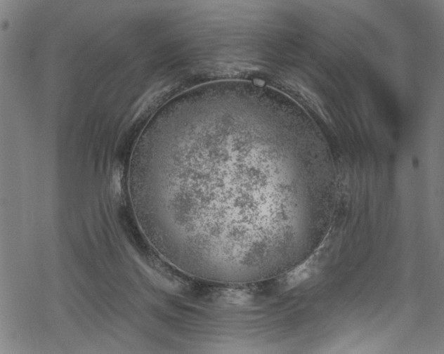 X0000068900166200605081354