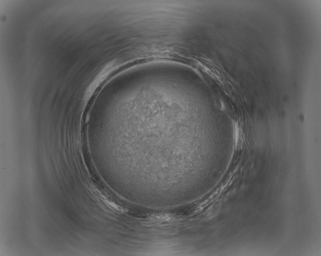 X0000068900195200605081354