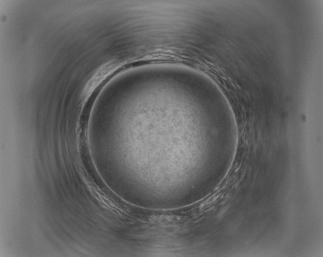 X0000068900242200605081352