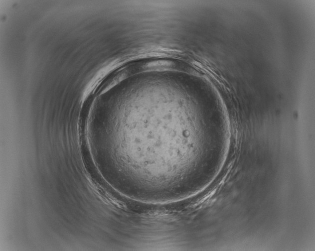 X0000068900244200605081352