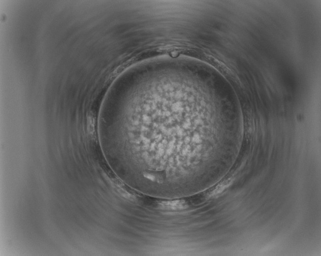 X0000068900281200605081353