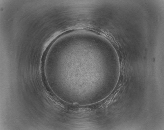 X0000068900292200605081352