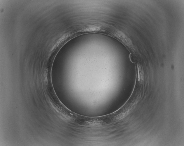 X0000068900300200605081352