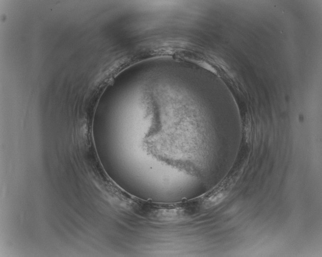 X0000068900314200605081352