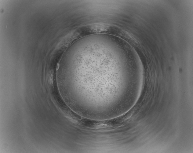 X0000068900315200605081352