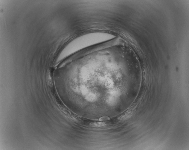 X0000068900361200605081351