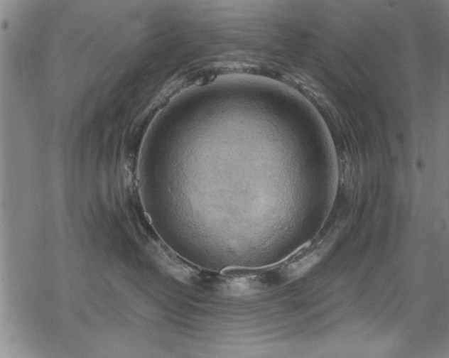 X0000068900382200605081351