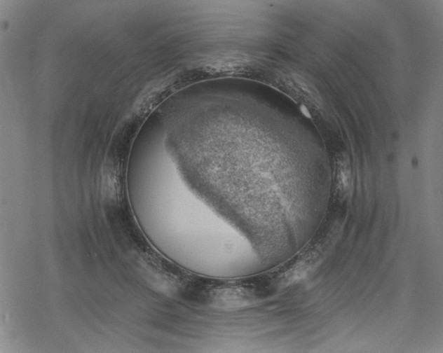 X0000068900408200605081350