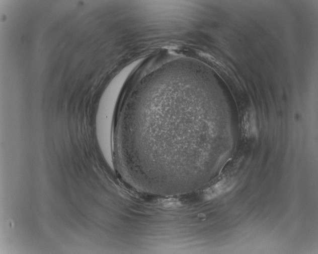 X0000068900424200605081350