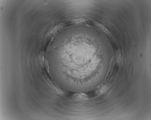 X0000068900427200605081350