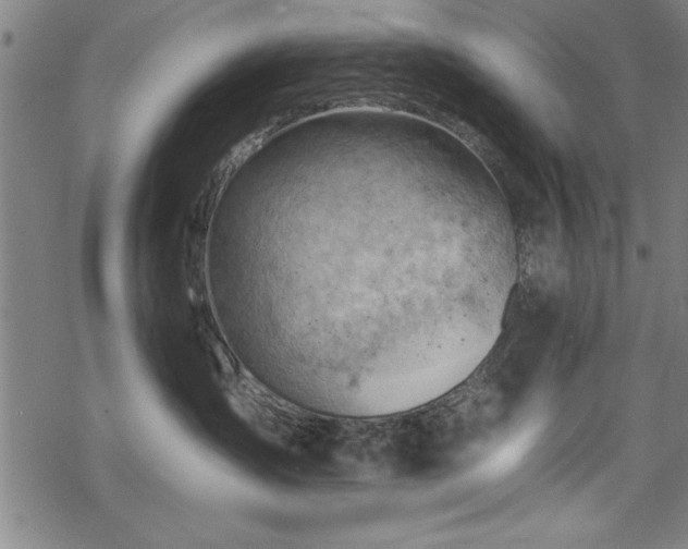 X0000068900431200605081350