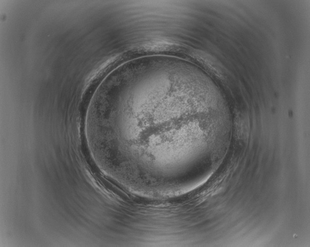 X0000068900446200605081349