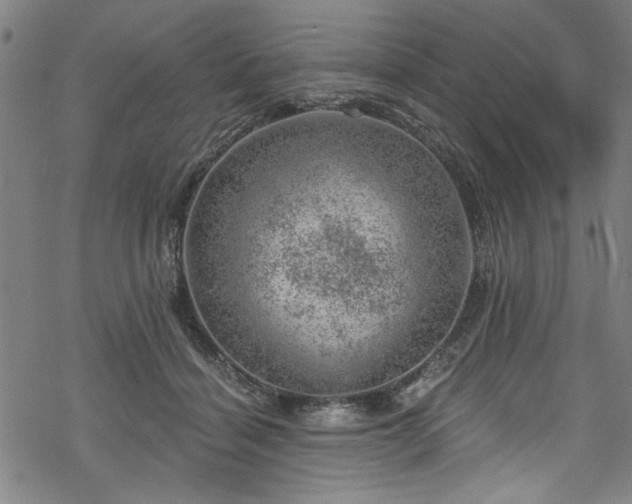 X0000068900460200605081350