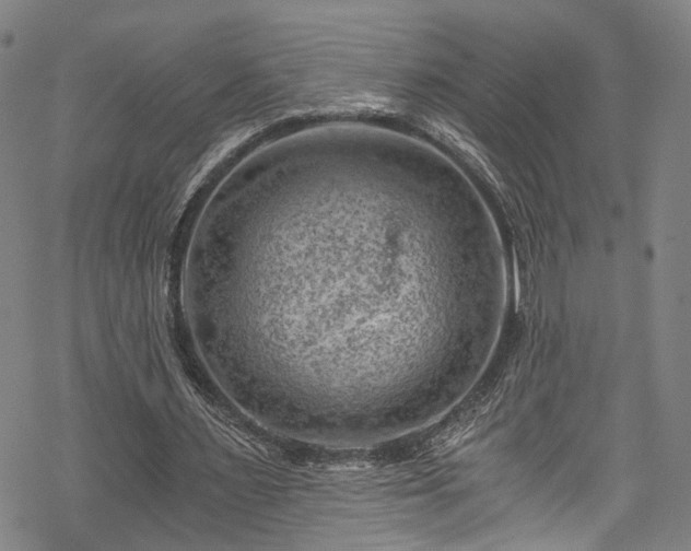 X0000068900483200605081349