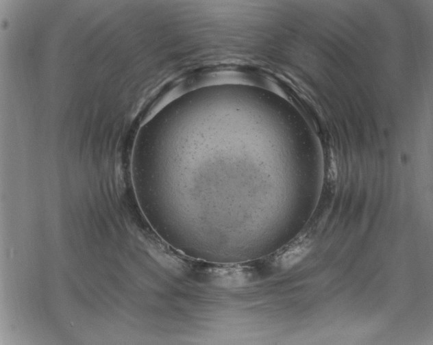 X0000068900524200605081348