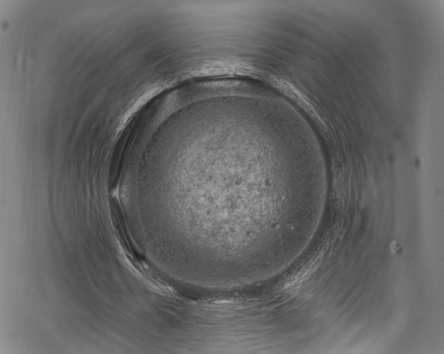 X0000068900530200605081348