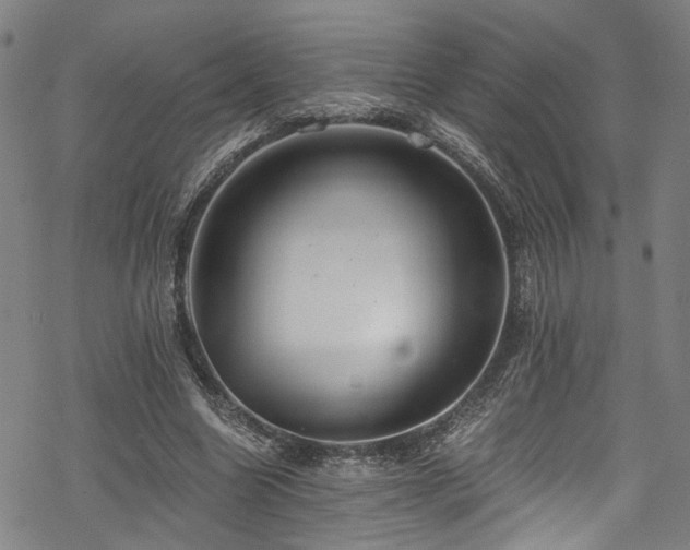 X0000068900538200605081348