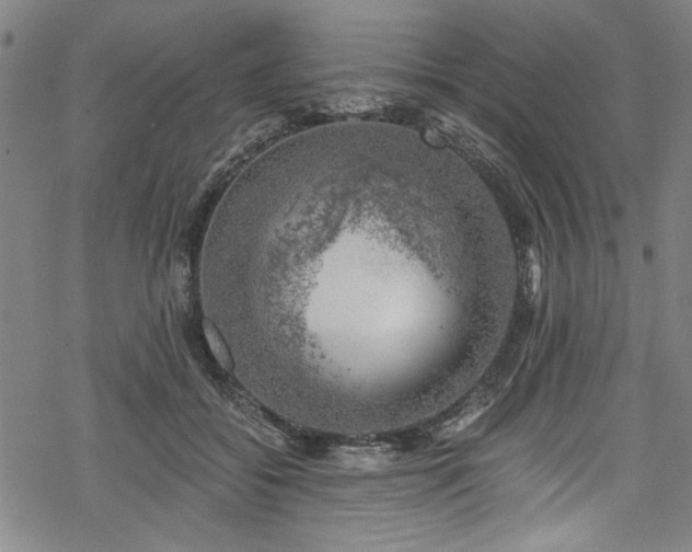 X0000068900556200605081348