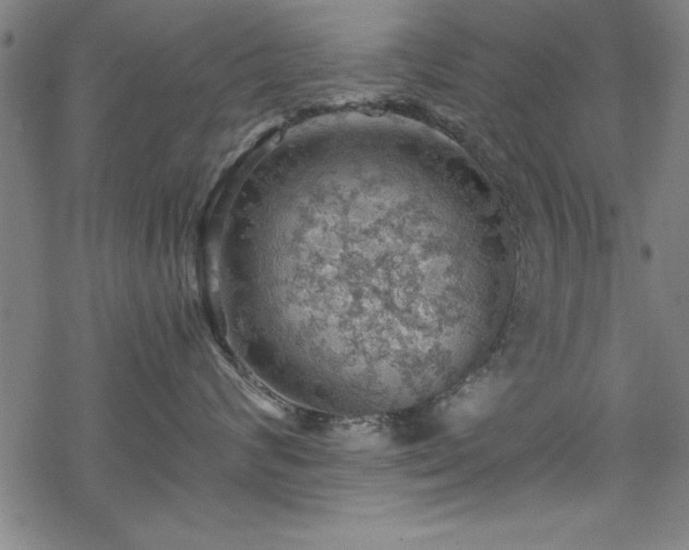 X0000068900624200605081347