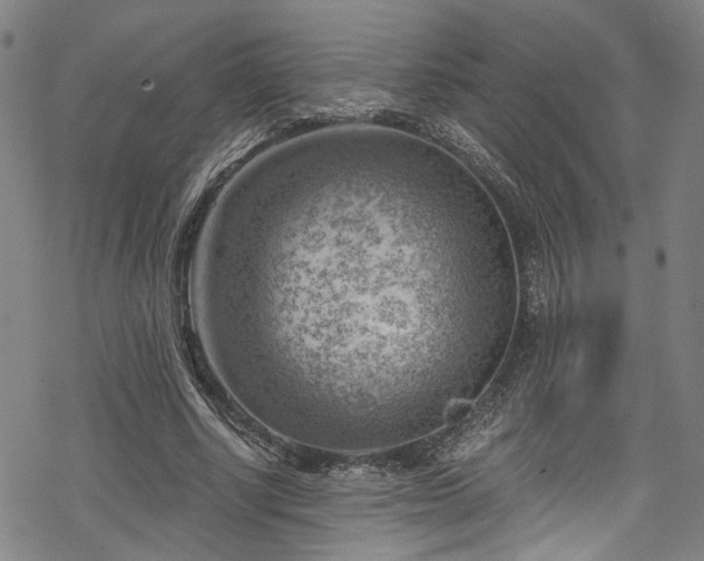 X0000068900634200605081346