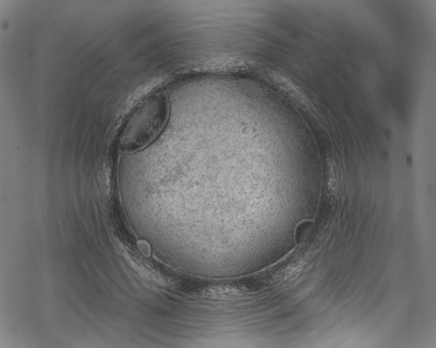 X0000068900636200605081346