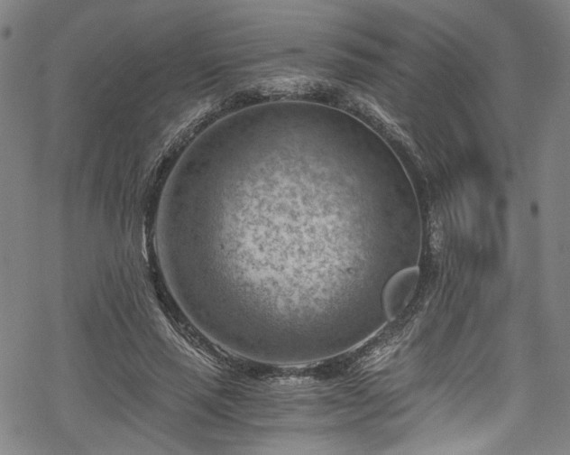 X0000068900637200605081346