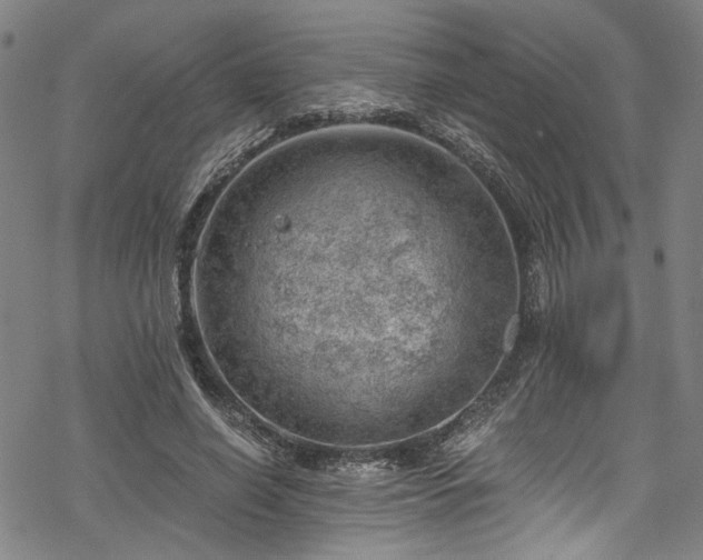 X0000068900638200605081346