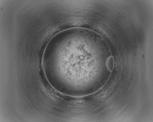 X0000068900639200605081346