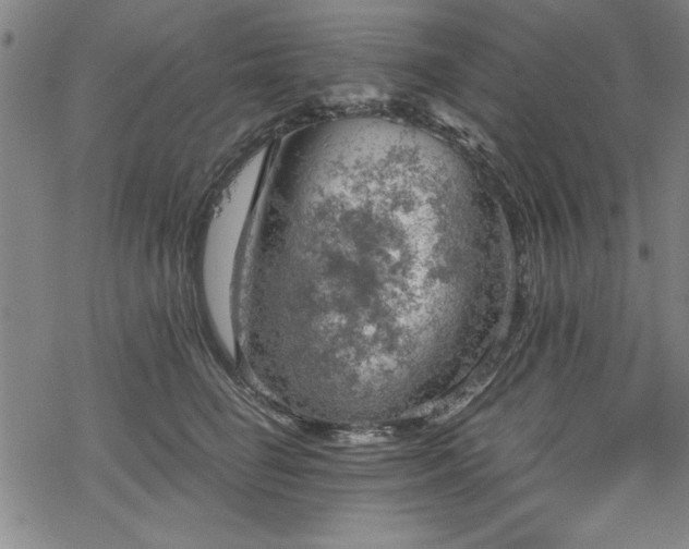 X0000068900662200605081347