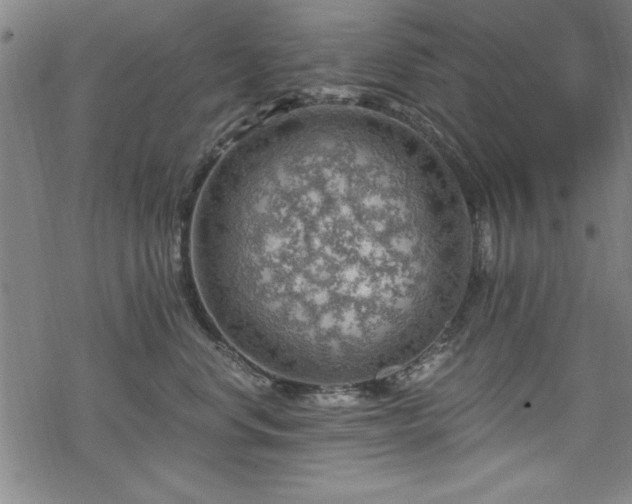 X0000068900668200605081347