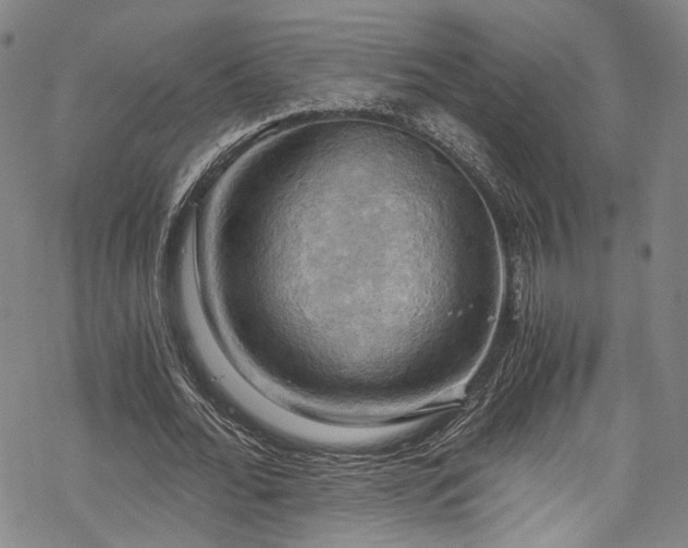 X0000068900676200605081346