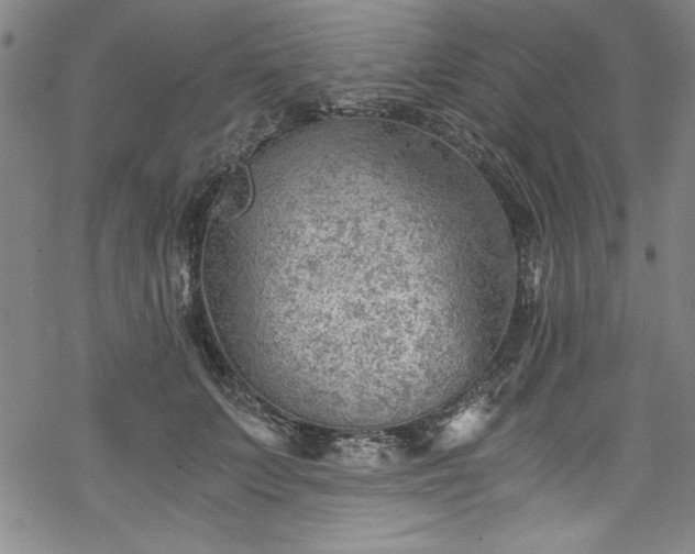 X0000068900703200605081345