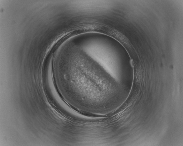 X0000068900722200605081344