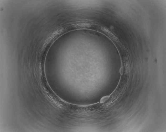 X0000068900729200605081345