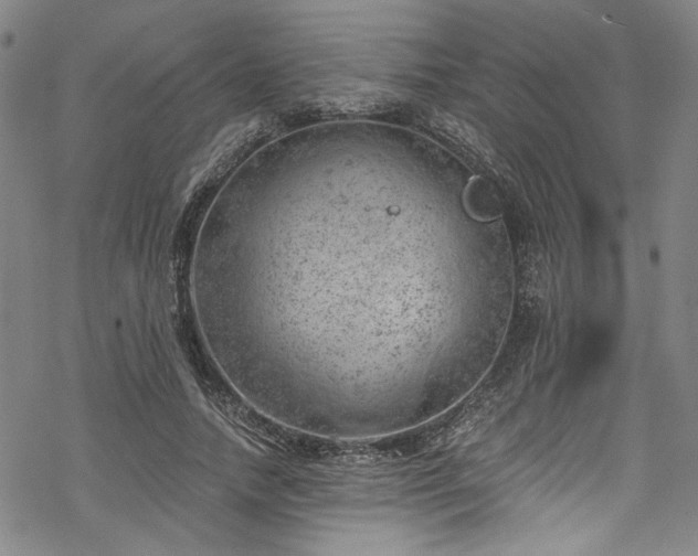 X0000068900738200605081345