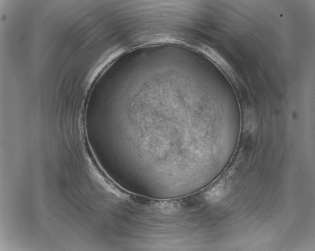 X0000068900806200605081344