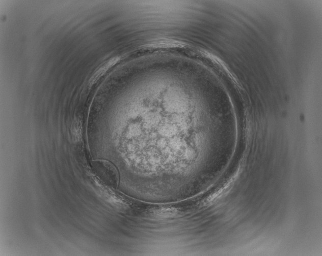 X0000068900833200605081343